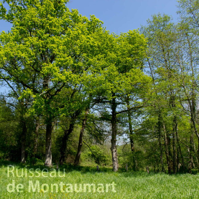 Ruisseau de Montaumart 2